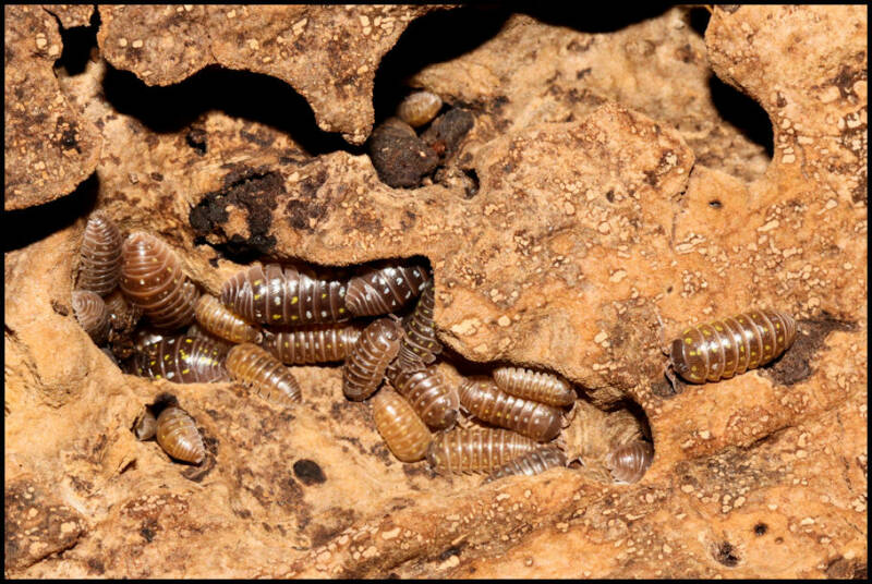 Armadillidium frontetriangulum "Corfu"