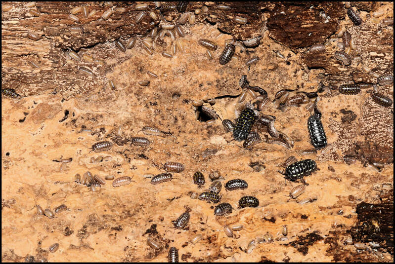 Armadillidium frontetriangulum "Corfu"