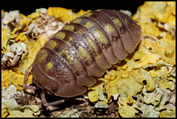 Armadillidium granulatum "Elba"