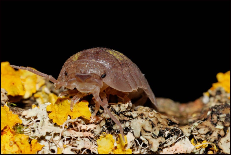 Armadillidium granulatum "Elba"