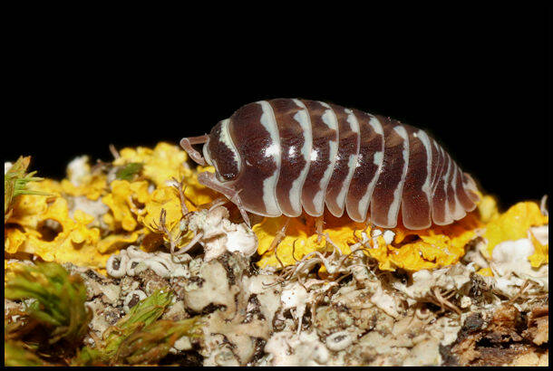 Armadillidium maculatum "zebra" 