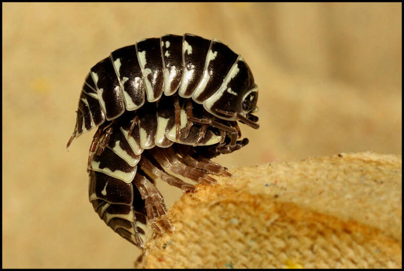 Armadillidium maculatum "zebra" 