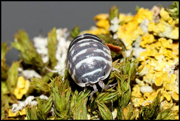 Armadillidium maculatum "zebra" 