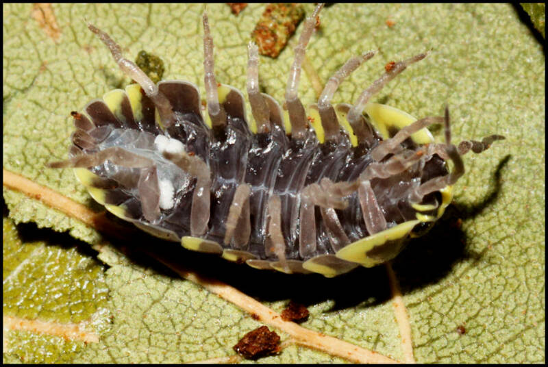 Armadillidium maculatum “Yellow”