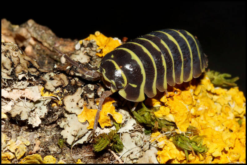 Armadillidium maculatum “Yellow”
