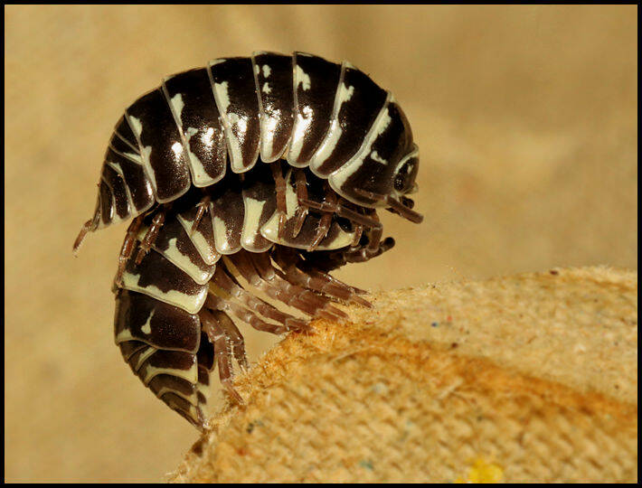 Armadillidium maculatum "zebra"