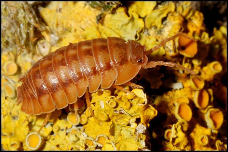 Armadillidium nasatum "Peach"