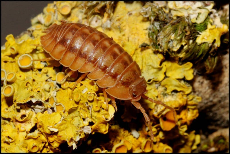 Armadillidium nasatum "peach"