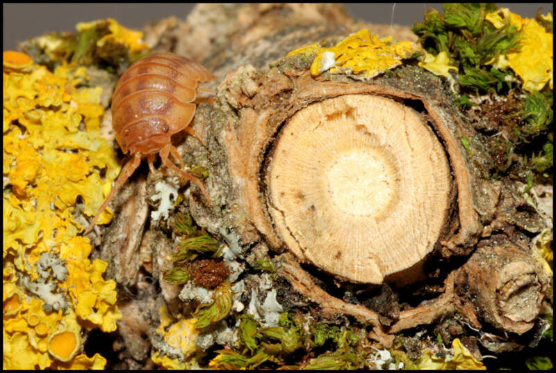 Armadillidium nasatum "peach"