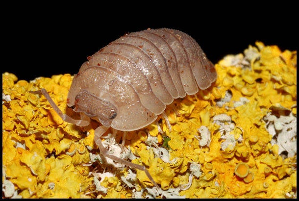 Armadillidium pallasii "Corfu"