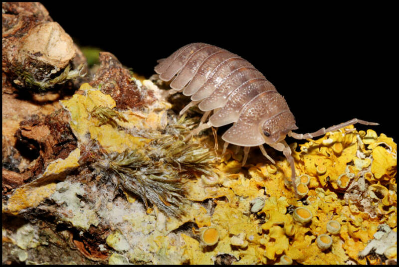 Armadillidium pallasii "Corfu"