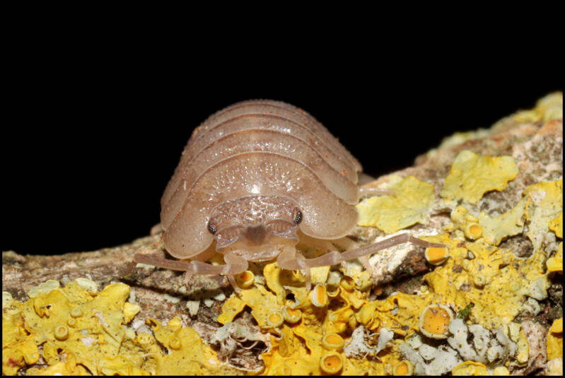 Armadillidium pallasii "Corfu"