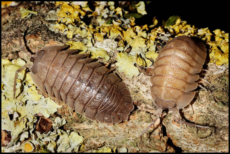Armadillidium pallasii "Corfu"