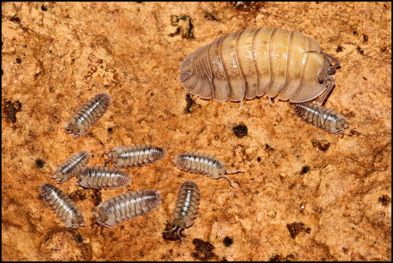 Armadillidium pallasii "Corfu"