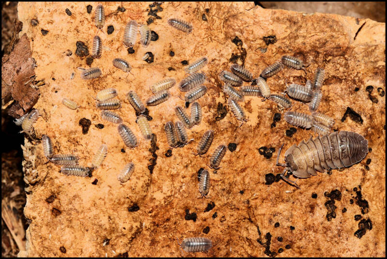 Armadillidium pallasii "Corfu"