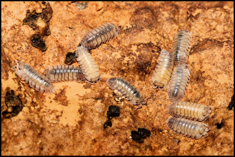 Armadillidium pallasii "Corfu"