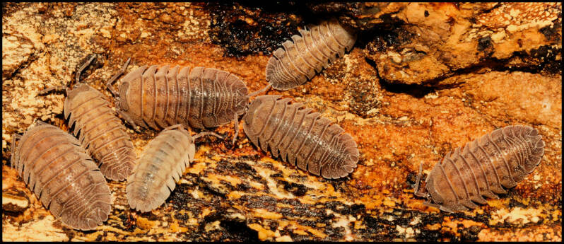 Armadillidium peraccae
