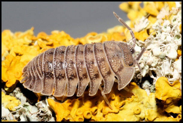 Armadillidium peraccae