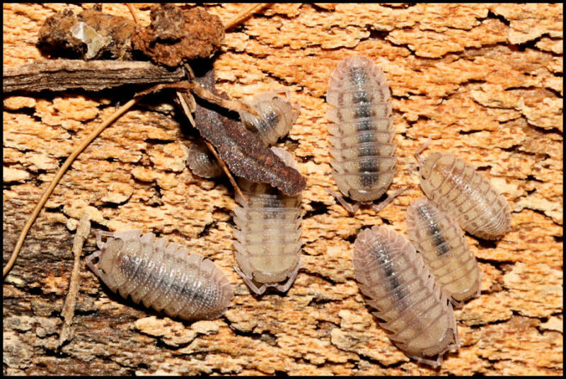 Armadillidium peraccae