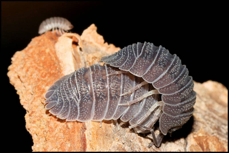 Armadillidium peraccae
