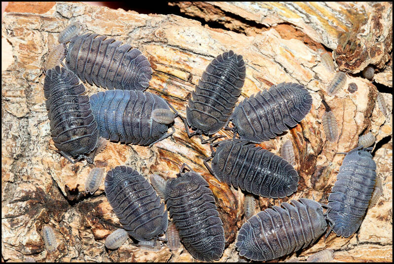 Armadillidium peraccae