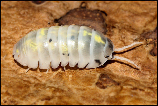 Armadillidium vulgare "magic potion"