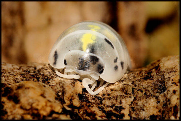 Armadillidium vulgare "magic potion"