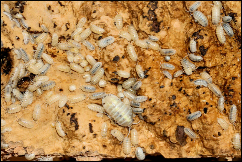 Armadillidium vulgare "magic potion"