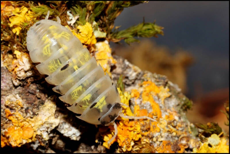 Armadillidium vulgare "magic potion"