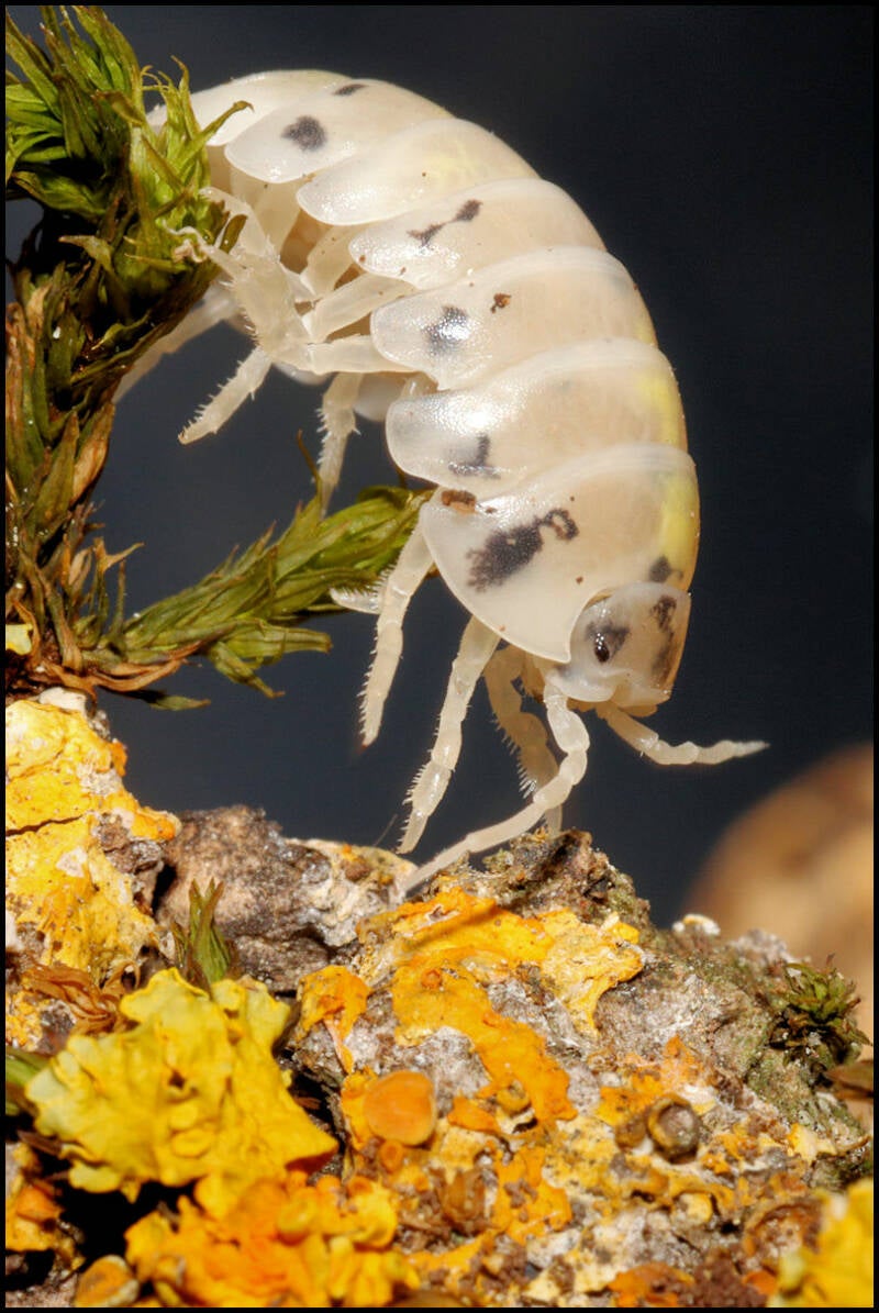 Armadillidium vulgare "magic potion"