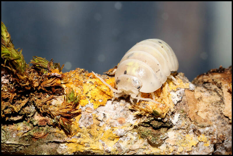 Armadillidium vulgare "magic potion"