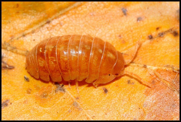 Armadillidium vulgare “red”