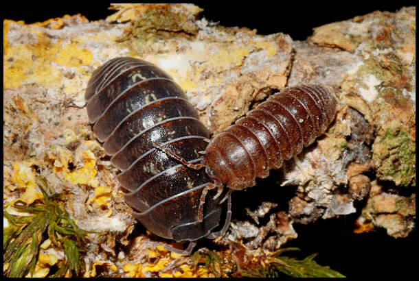 Armadillidium vulgare "wild type"