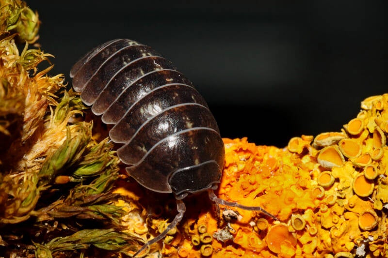 Armadillidium vulgare "wild type"