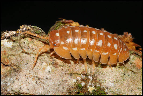 Armadillidium werneri "Orange"