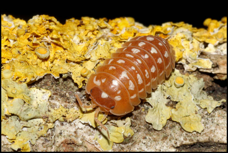 Armadillidium werneri "orange"
