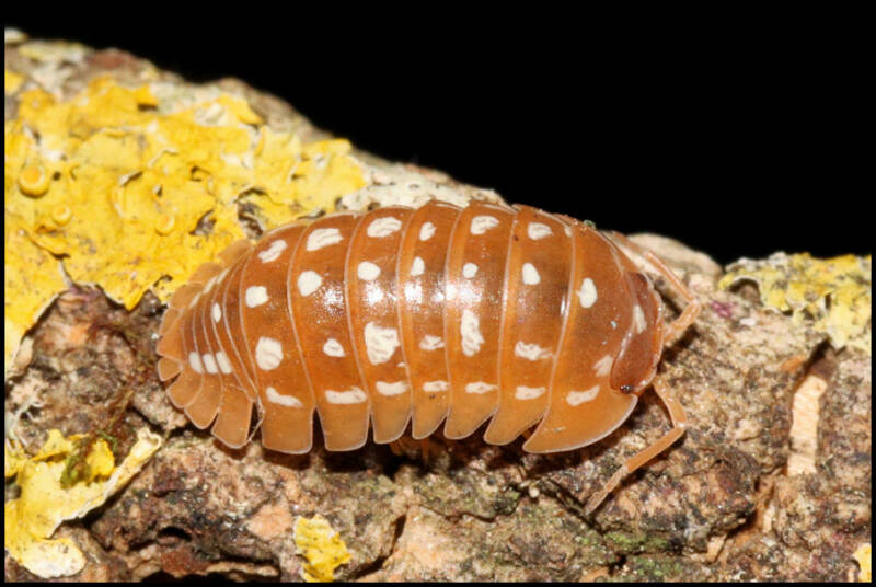 Armadillidium werneri "orange"
