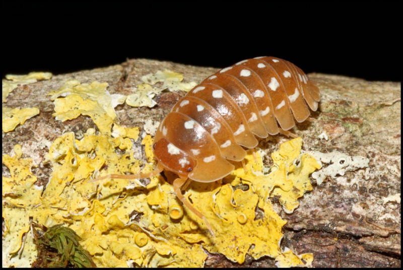Armadillidium werneri "orange"