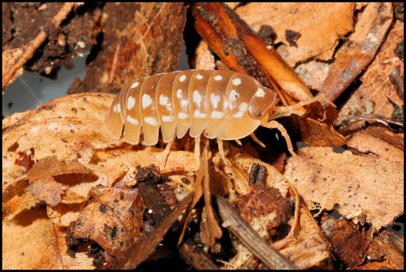 Armadillidium werneri "orange"