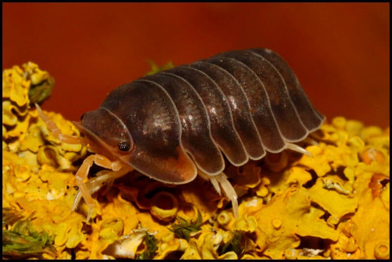 Cubaris spec. "piggy"