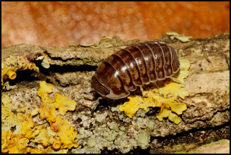 Cubaris spec. "platinum"