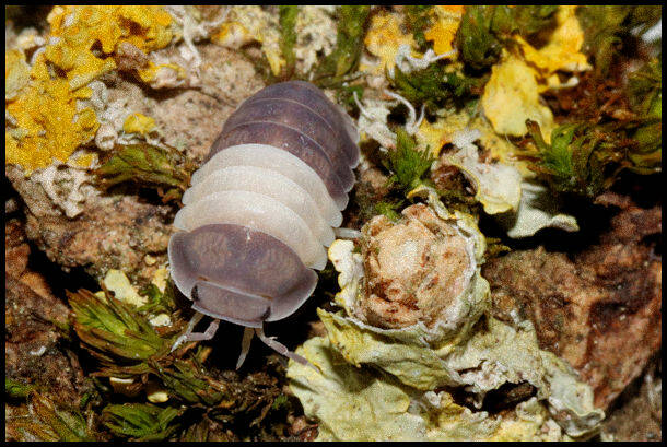 Cubaris spec. "Panda King"