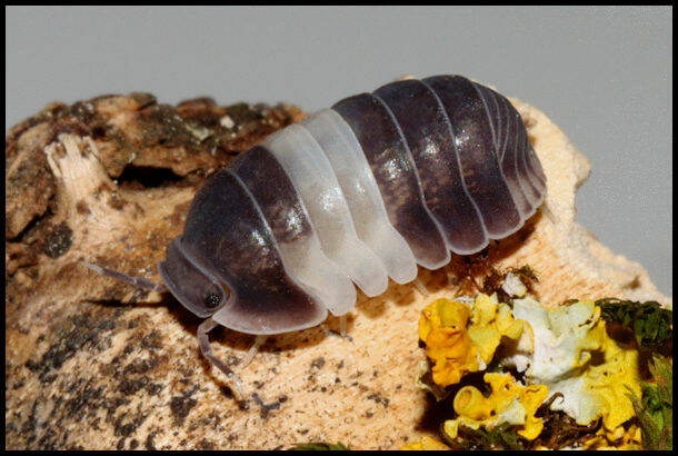 Cubaris spec. "Panda King"