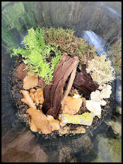 Cubaris spec. "Panda King"