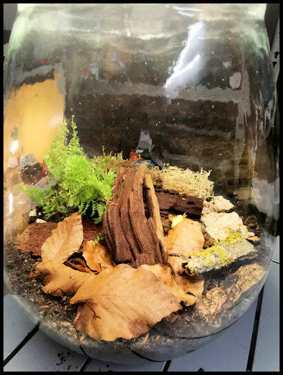 Cubaris spec. "Panda King"