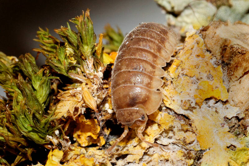  Deze soort is o.a. herkenbaar aan de ogen. Daar waar bij veel andere isopods de ogen bestaan uit een groepje oogbolletjes (ocelli), bestaat het oog bij Eluma caelata uit 1 oogbolletje.  Ook heeft E. caelata een donzig behaard lichaam en is dat bij de mee