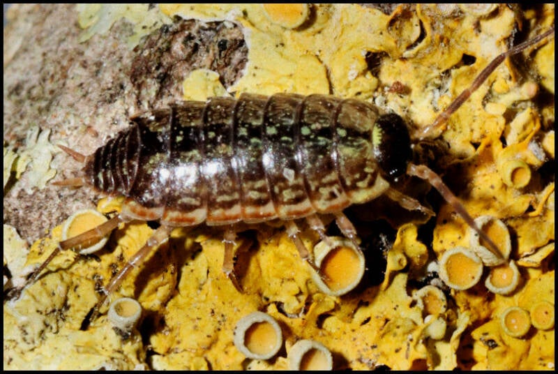 Philoscia muscorum