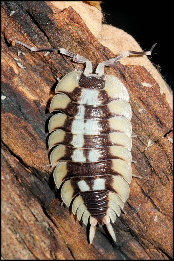 Porcellio expansus