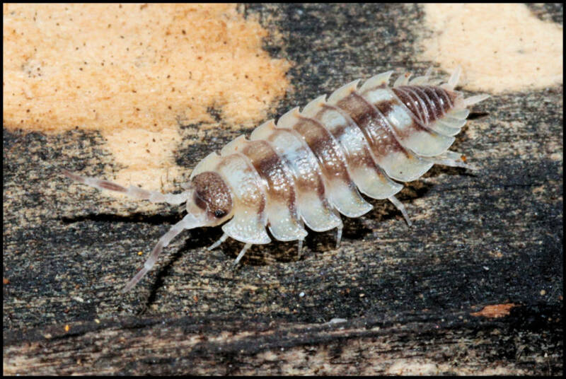 Porcellio expansus