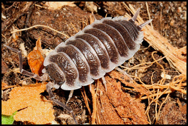 Porcellio hoffmannseggi